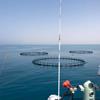 گزارش ویژه : بانک کشاورزی، حامی تولید و کارآفرینان / حمایت 100میلیاردی بانک کشاورزی از راه اندازی طرح پرورش ماهی در دریا در پایتخت انرژی ایران