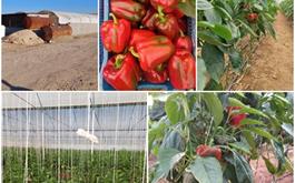افتتاح  گلخانه20 هزار مترمربعی تولید سبزی و صیفی با حمایت بانک کشاورزی استان هرمزگان