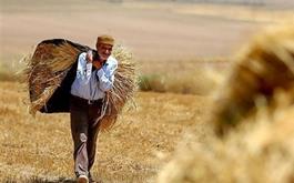 پرداخت بیش از یک هزار و 312 میلیارد ریال وجوه خرید تضمینی گندم توسط بانک کشاورزی خراسان جنوبی