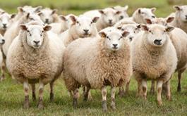 افتتاح و بهره برداری از طرح پرورش گوسفند داشتی با حمایت بانک کشاورزی در  استان فارس
