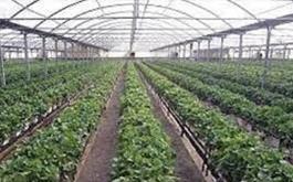 افتتاح و بهره برداری از طرح احداث گلخانه هیدروپونیک تولید سبزی و صیفی در استان فارس
