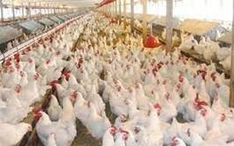 افتتاح و بهره برداری از طرح پرورش مرغ مادر گوشتی در استان فارس