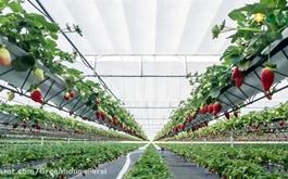 افتتاح گلخانه هیدروپونیک توت فرنگی با حمایت 85میلیارد ریالی بانک کشاورزی استان گلستان