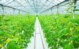 افتتاح و بهره برداری از طرح احداث گلخانه تولید سبزی و صیفی در استان فارس