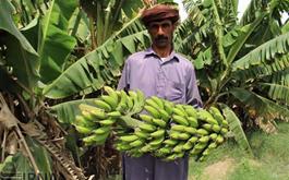 بیش از ٢١ هزار کشاورز در سیستان و بلوچستان تحت پوشش صندوق بیمه کشاورزی قرار گرفتند