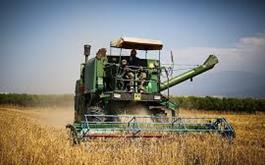 پرداخت بیش از ۲۶ هزار میلیارد ریال از  بهای گندم خریداری کشاورزان استان گلستان