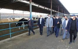 افتتاح واحد 750راسی دام شیری با حمایت مالی بانک کشاورزی استان قم در دهه فجر