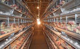 گزارش ویژه: بانک کشاورزی حامی تولید و کارآفرینان/  حمایت ۲ هزار میلیاردی بانک کشاورزی از بزرگترین پروژه مرغ تخمگذار دنیا 