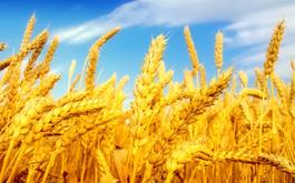 خرید تضمینی بیش از 7 میلیون تن گندم با عاملیت بانک کشاورزی