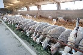 حمایت تسهیلاتی از پرورش (گوسفندهای داشتی و دام‌های مولد)