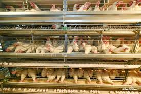 فاز دوم واحد تولید مرغ تخم گذار کاسپین طلایی چیکا با حمایت 2000 میلیاردی بانک کشاورزی به بهره برداری رسید