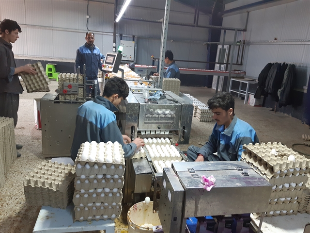 راه اندازی واحد پرورش مرغ تخمگذار  با مشارکت بانک کشاورزی استان اصفهان