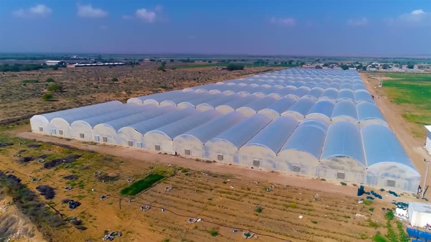  بانک کشاورزی، حامی تولید و کارآفرینان / حمایت 109 میلیاردی بانک کشاورزی از راه اندازی گلخانه سبزی و صیفی  در استان بوشهر