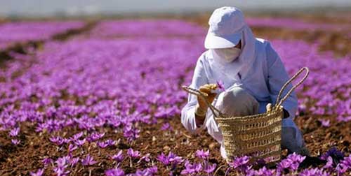 پرداخت تسهیلات یارانه دار توسط بانک کشاورزی برای حمایت از توسعه صادرات زعفران
