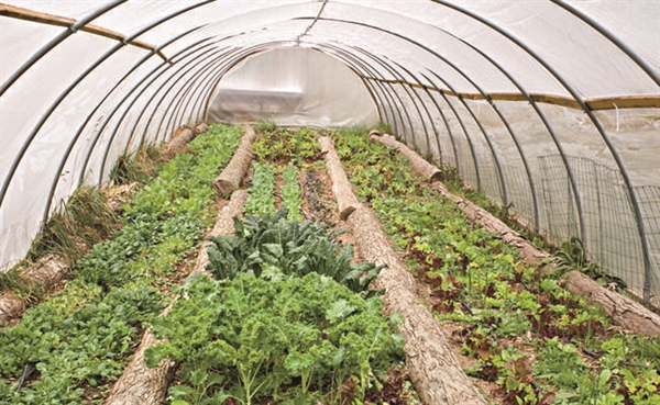 بهره برداری از گلخانه 6000 مترمربعی سبزی و صیفی در استان بوشهر با حمایت بانک کشاورزی