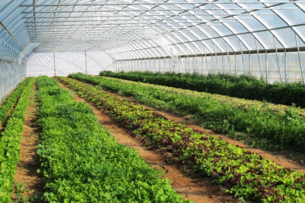 احداث گلخانه سبزی و صیفی با حمایت 21 میلیارد ریالی بانک کشاورزی در استان بوشهر