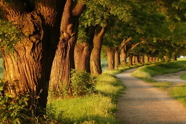 کسب رتبه اول پوشش بیمه ای تنه درختان در کشور توسط استان قزوین