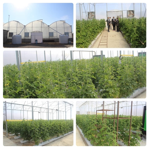 پویش اخبار دهه فجر/افتتاح طرح گلخانه هیدروپونیک در گنبدکاوس با حمایت ۱۰ میلیارد ریالی بانک کشاورزی استان گلستان