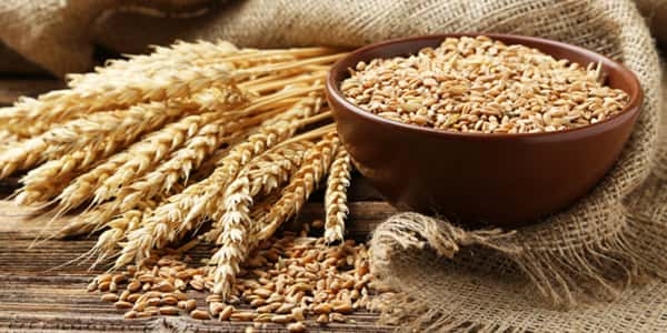 پرداخت 133 هزار میلیارد ریال وجوه خرید تضمینی گندم با عاملیت بانک کشاورزی تا پایان شهریور